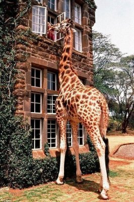 Giraffe sticking head into second story window.jpg